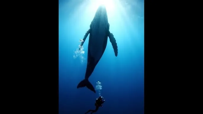 独立连电视剧 - 深蓝星球：探索海洋深处的未知世界